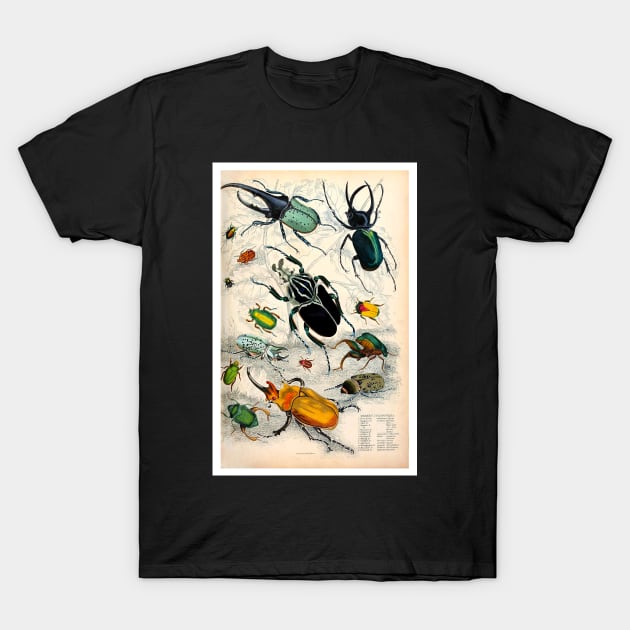 Orderv. Coleoptera | Beetles Print T-Shirt by ArtShare